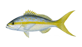 yellowtail snapper - fishing boat charter